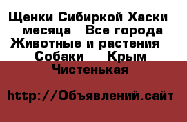 Щенки Сибиркой Хаски 2 месяца - Все города Животные и растения » Собаки   . Крым,Чистенькая